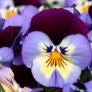 SWISS GIANTS PANSY SEED MIX Viola wittrockiana 25 Seeds for Planting SWISS GIANTS PANSY SEED MIX Viola wittrockiana 25 Seeds for Planting