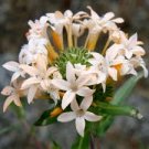 LARGE FLOWERED PHLOX SEEDS Collomia grandiflora 120 Seeds for Planting LARGE FLOWERED PHLOX SEEDS Collomia grandiflora 120 Seeds for Planting
