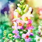 NORTHERN LIGHTS SNAPDRAGON SEED 2000 Lush Snapdragons Mix Seeds for Planting NORTHERN LIGHTS SNAPDRAGON SEED 2000 Lush Snapdragons Mix Seeds for Planting