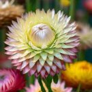 TALL STRAWFLOWER SEEDS Helichrysum bracteatum 100 Seeds for Planting