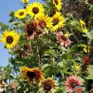 AUTUMN BEAUTY SUNFLOWER SEEDS Helianthus annuus 100 Seeds for Planting AUTUMN BEAUTY SUNFLOWER SEEDS Helianthus annuus 100 Seeds for Planting
