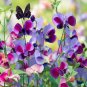 KNEE HIGH SWEET PEA SEED MIX Lathyrus odoratus 50 Seeds for Planting
