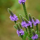 HOARY VERVAIN SEEDS Verbena stricta 2000 Seeds for Planting