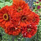 ORANGE KING ZINNIA SEEDS Zinnia elegans 200 Seeds for Planting ORANGE KING ZINNIA SEEDS Zinnia elegans 200 Seeds for Planting