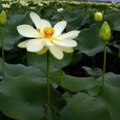 AMERICAN LOTUS SEEDS Nelumbo lutea 3 Flower Seeds for Planting AMERICAN LOTUS SEEDS Nelumbo lutea 3 Flower Seeds for Planting