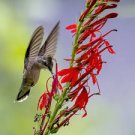 CARDINAL FLOWER SEEDS Lobelia cardinalis 2000 Seeds for Planting CARDINAL FLOWER SEEDS Lobelia cardinalis 2000 Seeds for Planting