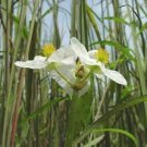 COMMON ARROWHEAD SEEDS Sagittaria latifolia 750 Seeds for Planting COMMON ARROWHEAD SEEDS Sagittaria latifolia 750 Seeds for Planting