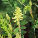 CANADIAN MILK VETCH SEEDS Astragalus canadensis 1000 Seeds for Planting CANADIAN MILK VETCH SEEDS Astragalus canadensis 1000 Seeds for Planting
