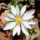 BLOODROOT SEEDS Sanguinaria canadensis 10 Seeds for Planting
