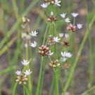 WILD GARLIC SEEDS Allium canadense 20 Seeds for Planting WILD GARLIC SEEDS Allium canadense 20 Seeds for Planting