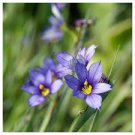 STOUT BLUE EYED GRASS SEEDS Sisyrinchium angustifolium 150 Seeds for Planting STOUT BLUE EYED GRASS SEEDS Sisyrinchium angustifolium 150 Seeds for Planting