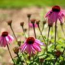 NARROW LEAF PURPLE CONEFLOWER SEEDS Echinacea angustifolia 200 Seeds for Planting