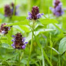 HEAL ALL SEEDS Prunella vulgaris 2000 Seeds for Planting
