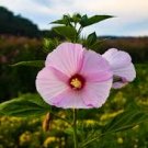 SWAMP ROSE MALLOW SEEDS Hibiscus moscheutos  100  Seeds for Planting