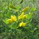SMALL YELLOW WILD INDIGO SEEDS Baptisia tinctoria 40 Seeds for Planting SMALL YELLOW WILD INDIGO SEEDS Baptisia tinctoria 40 Seeds for Planting