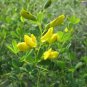 SMALL YELLOW WILD INDIGO SEEDS Baptisia tinctoria 40 Seeds for Planting