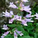 EASTERN GRAY BEARDTONGUE SEEDS Penstemon canescens  200  Seeds for Planting