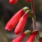 EATON'S PENSTEMON SEEDS Penstemon eatonii  800 Seeds for Planting
