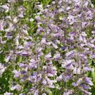 HAIRY BEARDTONGUE SEEDS Penstemon hirsutus 1250 Seeds for Planting HAIRY BEARDTONGUE SEEDS Penstemon hirsutus 1250 Seeds for Planting