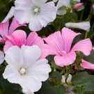 TREE MALLOW SEEDS Lavatera trimestris 500 Seeds for Planting