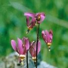 WESTERN SHOOTING STAR SEEDS Dodecatheon pulchellum 150 Seeds for Planting WESTERN SHOOTING STAR SEEDS Dodecatheon pulchellum 150 Seeds for Planting