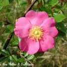 SWAMP ROSE SEEDS Rosa palustris 100 Seeds for Planting SWAMP ROSE SEEDS Rosa palustris 100 Seeds for Planting