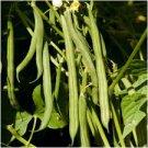 BLUE LAKE 274 GREEN BUSH BEAN SEEDS Phaseolus vulgaris  100  Seeds for Planting