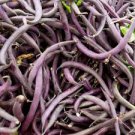 ROYAL BURGUNDY GREEN BUSH BEAN SEEDS Phaseolus vulgaris 100 Seeds for Planting