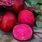 CROSBY'S EGYPTIAN BEET SEEDS Beta vulgaris 200 Seeds for Planting CROSBY'S EGYPTIAN BEET SEEDS Beta vulgaris 200 Seeds for Planting