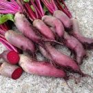 CYLINDRA BEET SEEDS Beta vulgaris 200 Seeds for Planting CYLINDRA BEET SEEDS Beta vulgaris 200 Seeds for Planting