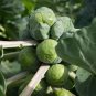 LONG ISLAND IMPROVED BRUSSEL SPROUTS SEEDS Brassica oleracea 500 Seeds for Planting