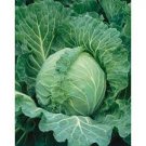 COPENHAGEN MARKET EARLY CABBAGE SEEDS Brassica oleracea 500 Seeds for Planting