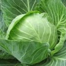 DANISH BALLHEAD CABBAGE SEEDS Brassica oleracea 500 Seeds for Planting