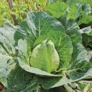 EARLY JERSEY WAKEFIELD CABBAGE SEEDS Brassica oleracea 500  Seeds for Planting