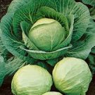 EARLY ROUND DUTCH CABBAGE SEEDS Brassica oleracea  500 Seeds for Planting