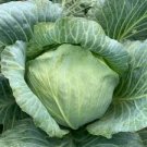 LATE FLAT DUTCH CABBAGE SEEDS Brassica oleracea 500  Seeds for Planting