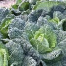 SAVOY CABBAGE SEEDS Brassica oleracea 500  Seeds for Planting