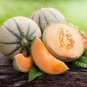 PLANTERS JUMBO MELON SEEDS Cucumis melo 50 Seeds for Planting