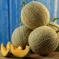 TOP MARK MELON SEEDS Cucumis melo 50 Seeds for Planting