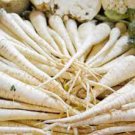 LUNAR WHITE CARROT SEEDS Daucus carota 1000 Seeds for Planting LUNAR WHITE CARROT SEEDS Daucus carota 1000 Seeds for Planting