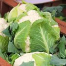 SNOWBALL SELF BLANCHING CAULIFLOWER SEEDS Brassica oleracea 500 Seeds for Planting SNOWBALL SELF BLANCHING CAULIFLOWER SEEDS Brassica oleracea 500 Seeds for Planting