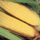 XTRA TENDER 272A HYBRID BICOLOR SWEET CORN SEEDS Zea mays 40 Sh2 Type Sweet Corn Seeds for Planting