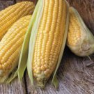 HONEY SELECT HYBRID YELLOW SWEET CORN SEEDS Zea mays  50 Seeds for Planting