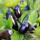 FLORIDA MARKET EGGPLANT SEEDS Solanum melongena 250 High-Yield Violet Eggplant Seeds for Planting FLORIDA MARKET EGGPLANT SEEDS Solanum melongena 250 High-Yield Violet Eggplant Seeds for Planting