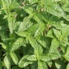 "ITALIAN LARGE LEAF BASIL SEEDS Ocimum basilicum 2000 Sweet Basil Seeds for Planting "ITALIAN LARGE LEAF BASIL SEEDS Ocimum basilicum 2000 Sweet Basil Seeds for Planting