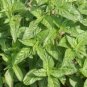 "ITALIAN LARGE LEAF BASIL SEEDS Ocimum basilicum 2000 Sweet Basil Seeds for Planting