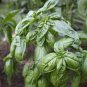 "ITALIAN LARGE LEAF BASIL SEEDS Ocimum basilicum 2000 Sweet Basil Seeds for Planting