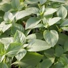 LEMON BASIL SEEDS Ocimum basilicum 2000 Lemon Basil Seeds for Planting