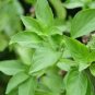 LEMON BASIL SEEDS Ocimum basilicum 2000 Lemon Basil Seeds for Planting