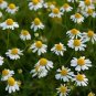 COMMON GERMAN CHAMOMILE SEEDS Matricaria recutita 1000 Common German Chamomile Seeds for Planting